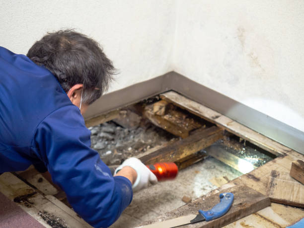 Best Professional Mold Removal  in Pleak, TX