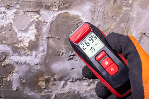 Best Toxic Mold Removal  in Pleak, TX