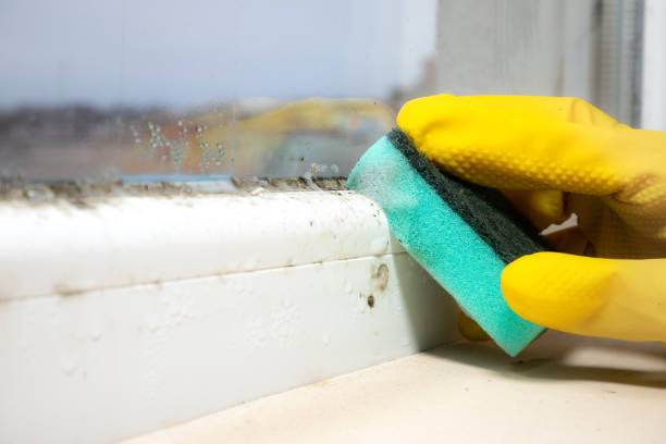 Best Residential Mold Removal  in Pleak, TX