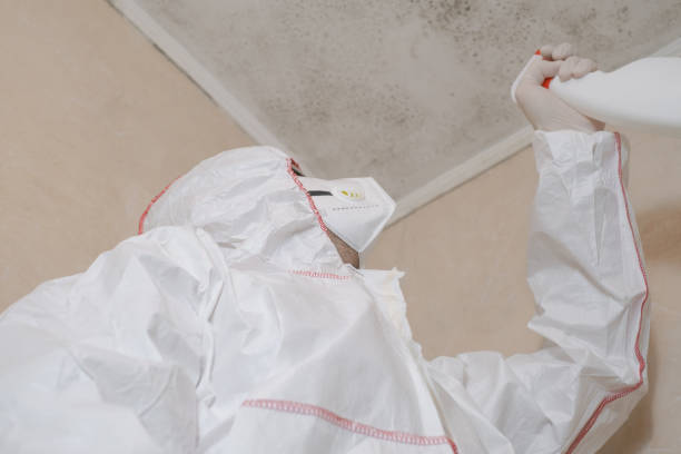 Best Black Mold Removal  in Pleak, TX
