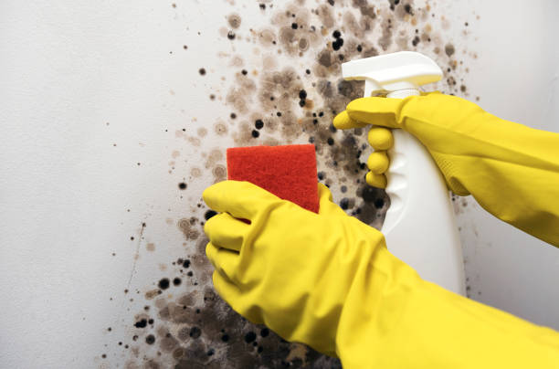 Best Certified Mold Removal  in Pleak, TX