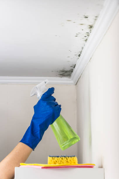 Best Local Mold Removal Service  in Pleak, TX